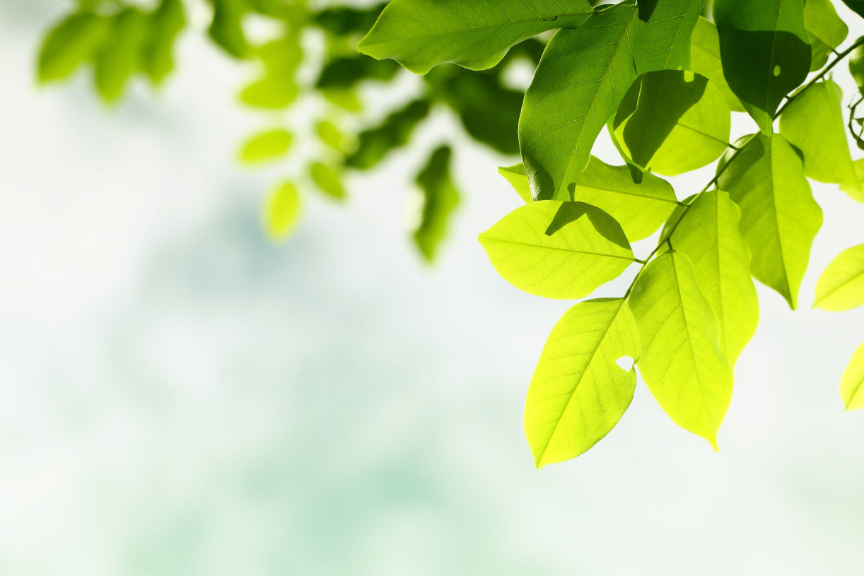 Eco-Collections-Services